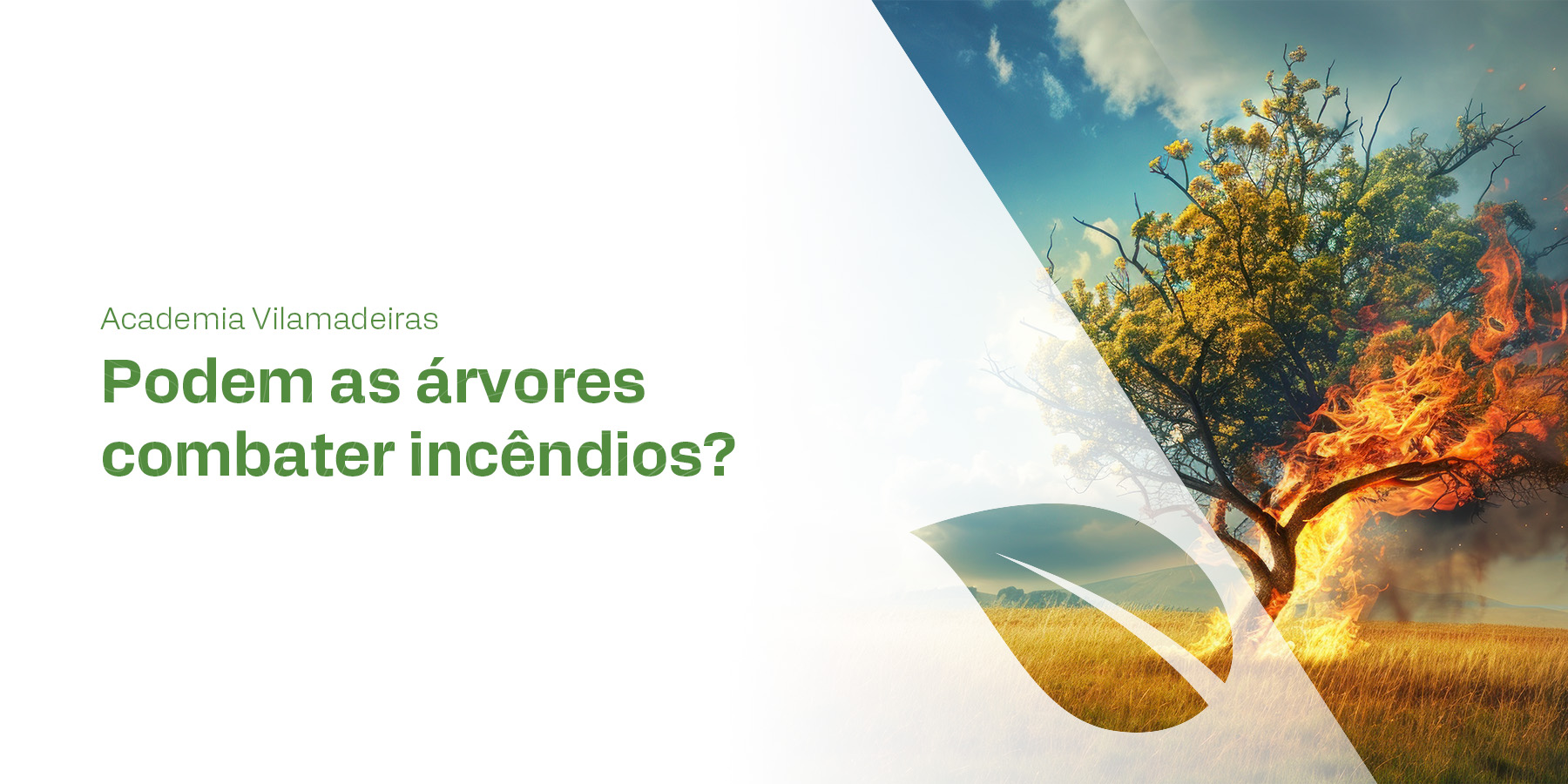 Podem as árvores combater incêndios? - Exploração Florestal e Comércio ...