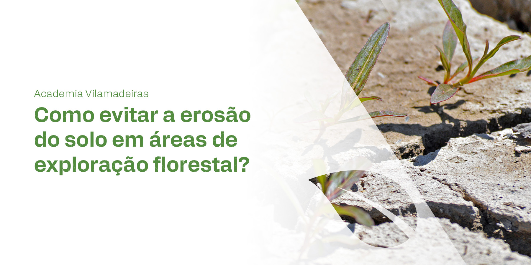 Como evitar a erosão do solo em áreas de exploração florestal ...